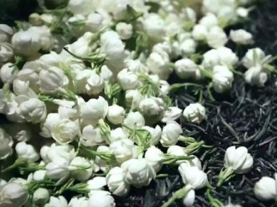 喝茶治口臭嗎，什么茶治口臭好？