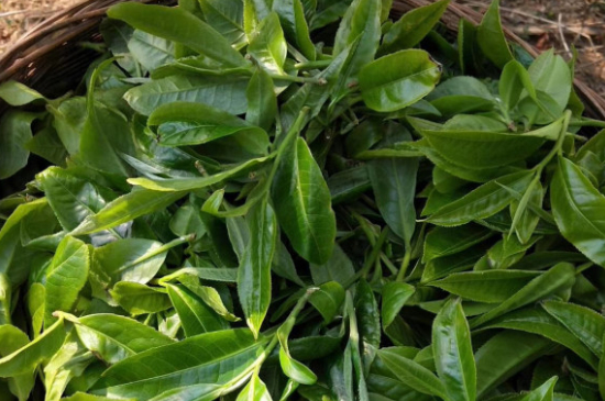 最耐泡的茶葉排名，什么茶葉經(jīng)久耐泡？