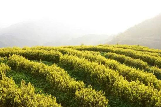 黃金茶的功效及禁忌癥，黃金茶有什么副作用嗎？