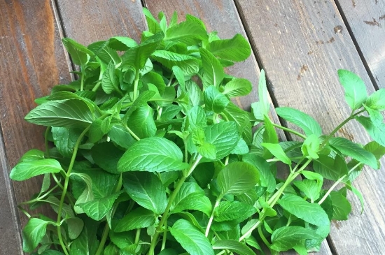 薄荷茶的功效與作用，喝薄荷茶有什么好處？