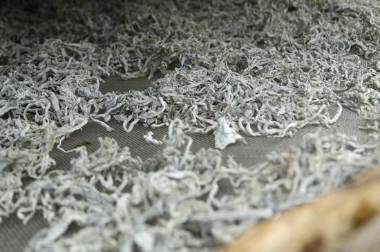 麗江雪茶的功效與作用，白雪茶有什么功效和作用