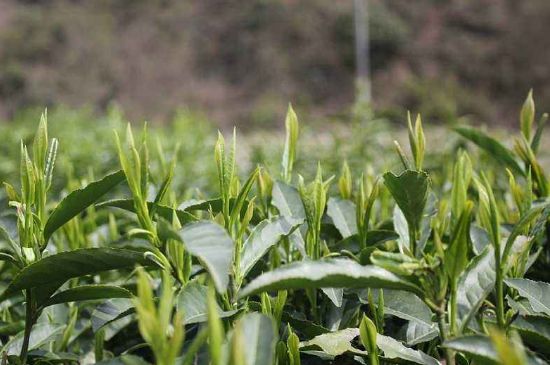 喝黃金茶禁忌，什么人不能喝黃金芽茶？