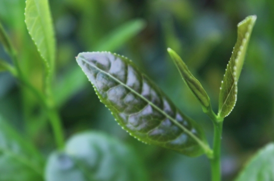 綠茶第一泡要倒掉嗎，為什么綠茶第一泡不喝？