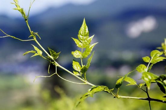 莓茶為什么先苦后甜回甘，莓茶口感怎么樣？
