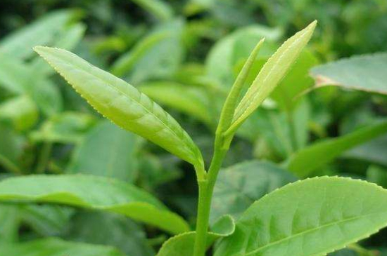 最耐泡的茶葉排名，什么茶葉經(jīng)久耐泡？