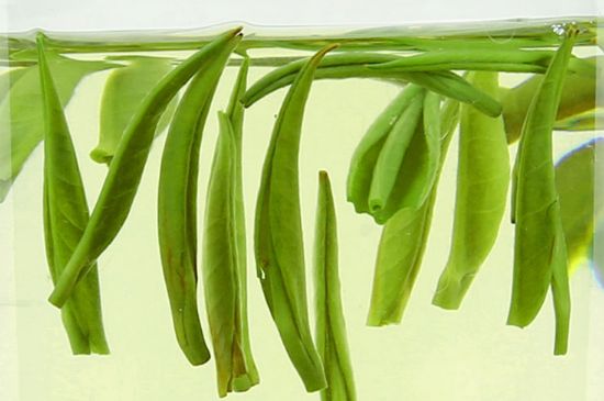 雀舌茶什么人不能喝，雀舌茶的功效與禁忌