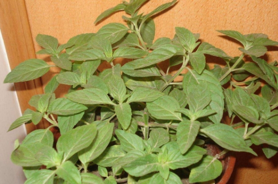 薄荷茶的功效與作用，喝薄荷茶有什么好處？