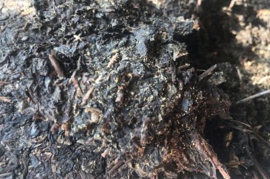 茯茶可以放在冰箱里存放嗎，茯磚茶如何儲(chǔ)存？