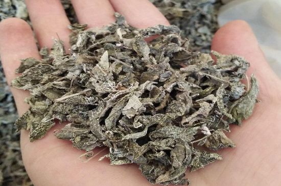 張家界莓茶真假對(duì)比，野生莓茶的鑒別方法