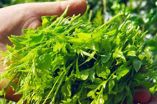 茅巖莓茶別名是什么，莓茶別名叫藤茶嗎？