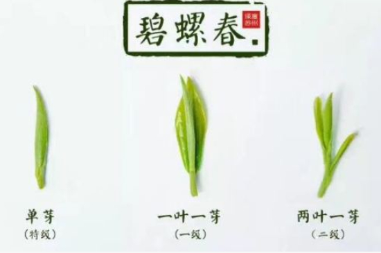 真假碧螺春泡水后區(qū)別，蘇州洞庭碧螺春怎樣鑒別好壞？