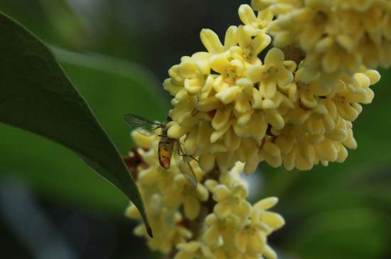 桂花茶禁忌，喝桂花茶有什么禁忌