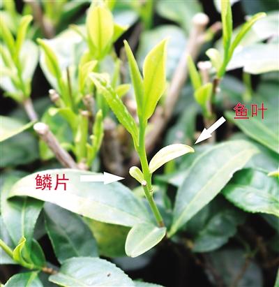 摘茶葉最快的方法，采摘茶葉怎么才能快？