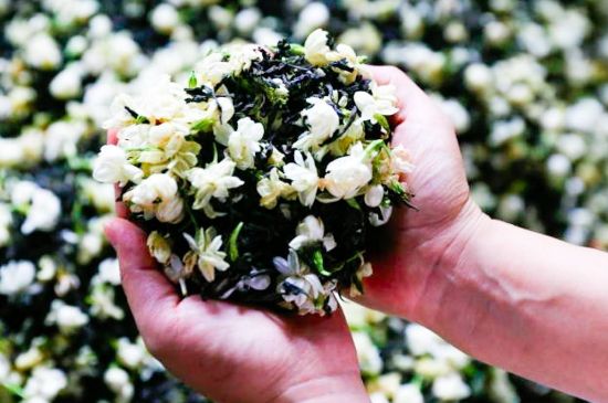 茉莉花和什么在一起喝好，茉莉花喝什么茶搭配？