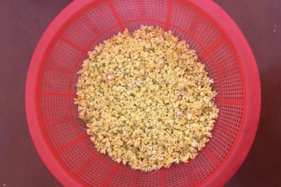 干桂花茶的制作方法，怎樣自制桂花茶？