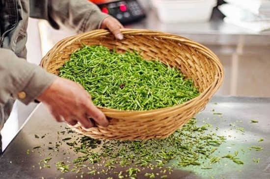 武夷巖茶的初制、精制加工工藝詳細講解