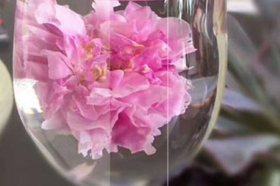 干玫瑰花泡水放幾顆，玫瑰花泡水一次放幾朵？