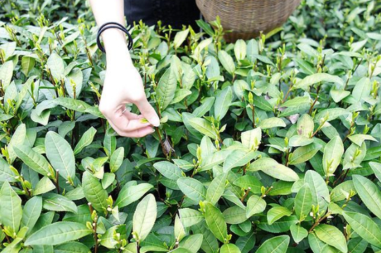 采茶的方法與步驟，如何正確采摘茶葉？