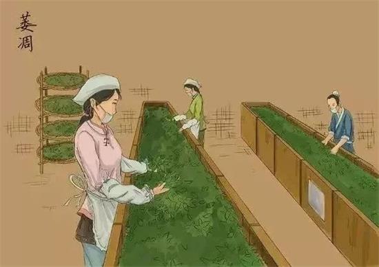 制茶八步驟，制茶工藝流程圖