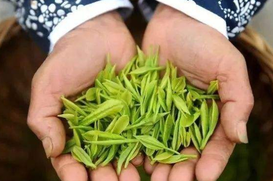 摘茶葉最快的方法，采摘茶葉怎么才能快？