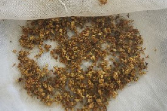 干桂花茶的制作方法，怎樣自制桂花茶？