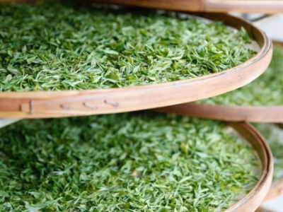 云南八大茶系分別是哪些，都是什么名字