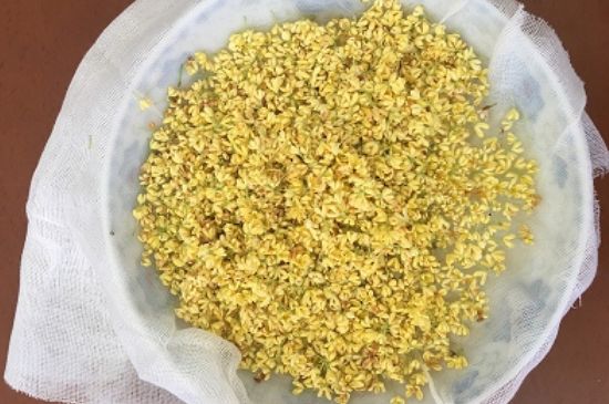 干桂花茶的制作方法，怎樣自制桂花茶？