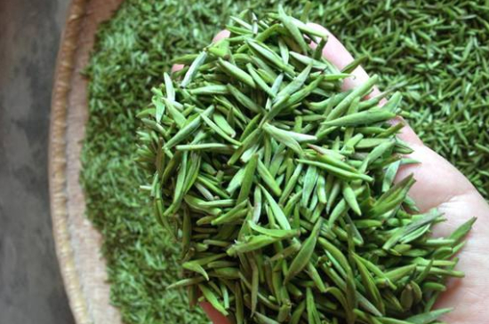 采茶的方法與步驟，如何正確采摘茶葉？