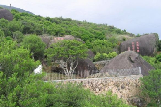 宋種一號(hào)價(jià)值為什么高，鳳凰單樅宋種1號(hào)價(jià)格與產(chǎn)量多少？