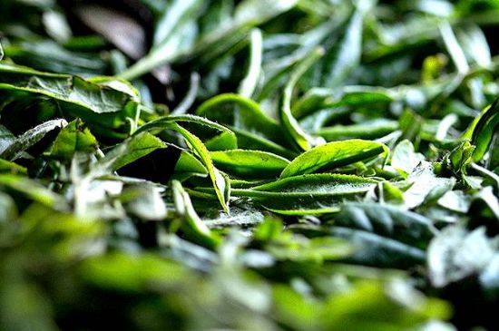 荒野銀針市場(chǎng)價(jià)多少，真正的荒野白毫銀針多少錢(qián)？