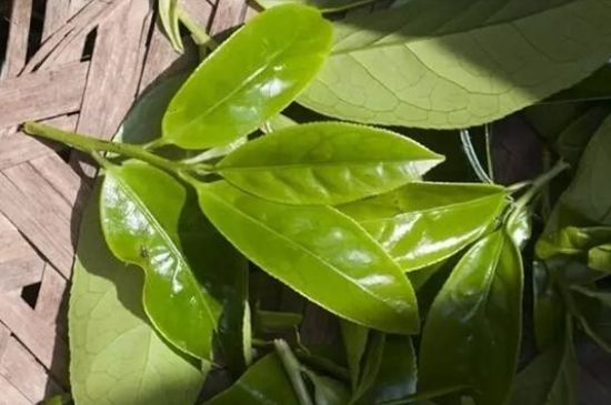 鴨屎香茶哪些人不能飲，什么人不能喝鴨屎香