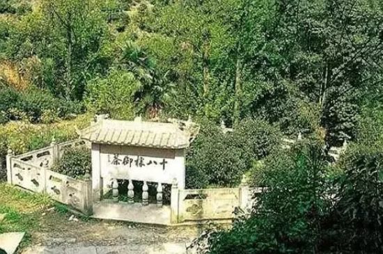 母樹大紅袍給誰喝了，為什么母樹大紅袍叫三棵六株？