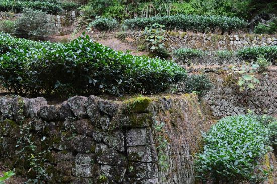 拼配的馬頭巖肉桂，還配叫馬肉嗎？請(qǐng)叫它“馬頭巖大紅袍”