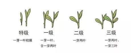 烏牛早和龍井的區(qū)別圖片，龍井43號和烏牛早茶的對比