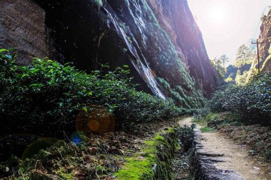 肉桂茶和大紅袍哪個貴，武夷山肉桂與大紅袍的價格比較