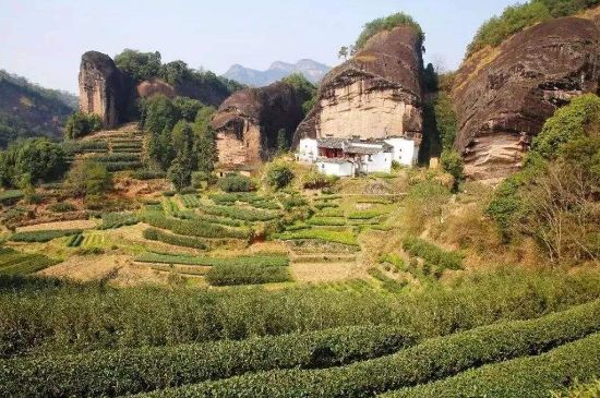 馬頭巖肉桂是大紅袍嗎，大紅袍肉桂屬于什么茶？