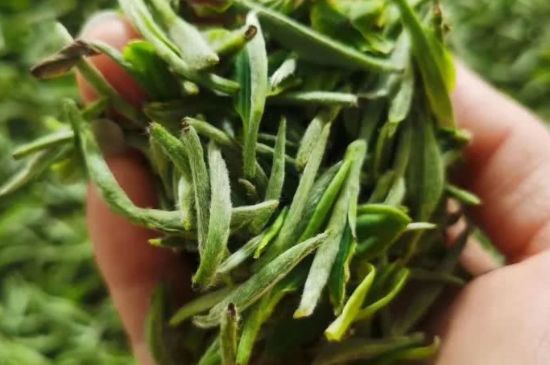 金壇雀舌算不算好茶，金壇雀舌屬于什么檔次茶葉？