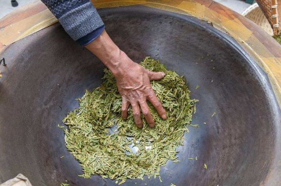 雀舌有一股青草味，雀舌為什么有青草味？