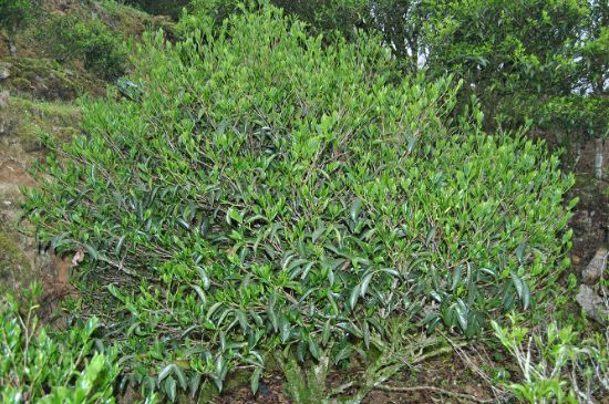 肉桂茶屬于紅茶嗎，牛欄坑肉桂是紅茶還是綠茶？