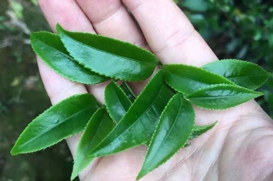 鋸朵仔跟鴨屎香哪個(gè)貴，鋸朵子和鴨屎香哪個(gè)好喝？