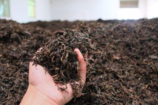 茯磚茶與普洱茶哪個好，茯茶和普洱茶口味區(qū)別