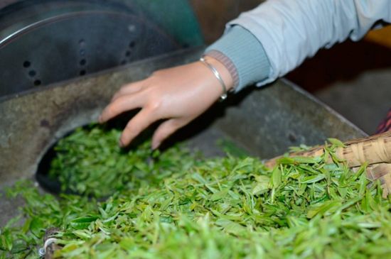 雀舌有一股青草味，雀舌為什么有青草味？