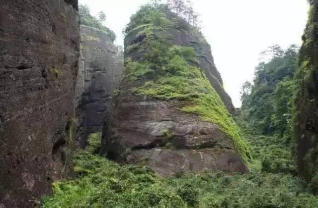 武夷山為什么盛產(chǎn)茶葉，武夷山茶為什么好喝？