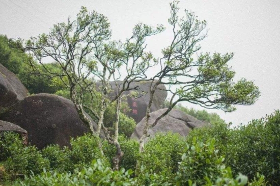 宋種一號(hào)價(jià)值為什么高，鳳凰單樅宋種1號(hào)價(jià)格與產(chǎn)量多少？