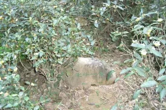 母樹大紅袍給誰喝了，為什么母樹大紅袍叫三棵六株？