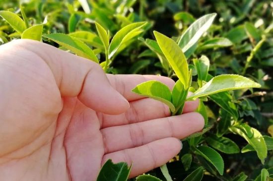 大紅袍四大品種有哪些，大紅袍的種類和著名品種特點(diǎn)介紹