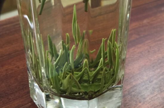 竹葉青和雀舌哪個(gè)貴，竹葉青茶貴嗎？