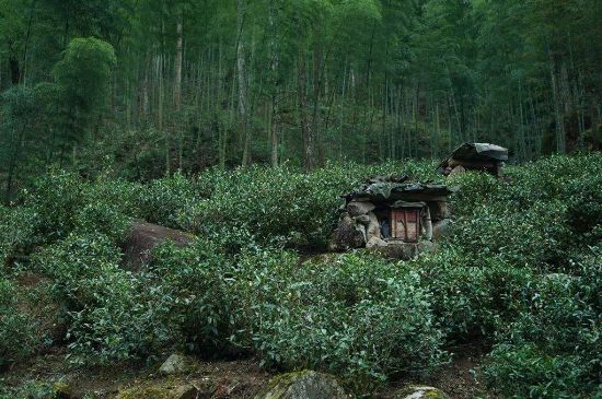 300塊錢的金駿眉能喝嗎，兩三百多金駿眉和一千多區(qū)別