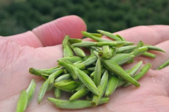 什么綠茶茶葉唇齒留香，哪個(gè)品種綠茶香氣好？