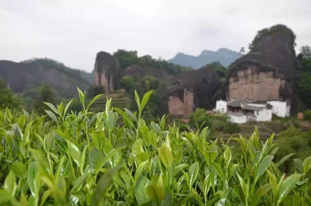 武夷山為什么盛產(chǎn)茶葉，武夷山茶為什么好喝？